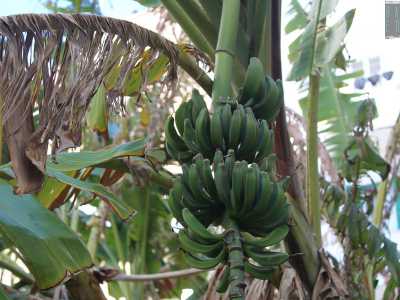 ...e i lunghi frutti verdi raccolti in caschi quasi pronti per essere raccolti